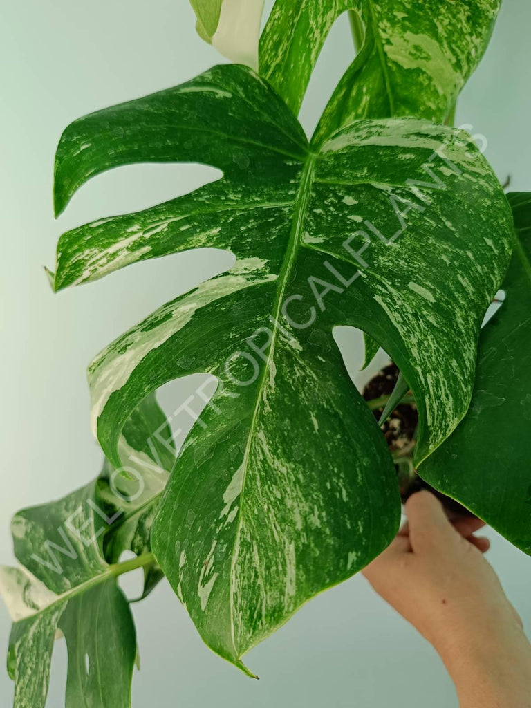 Monstera variegata albo