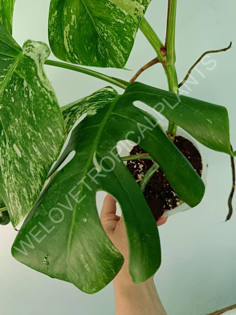 Monstera variegata albo