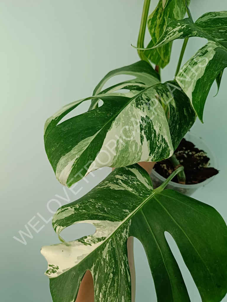 Monstera variegata albo