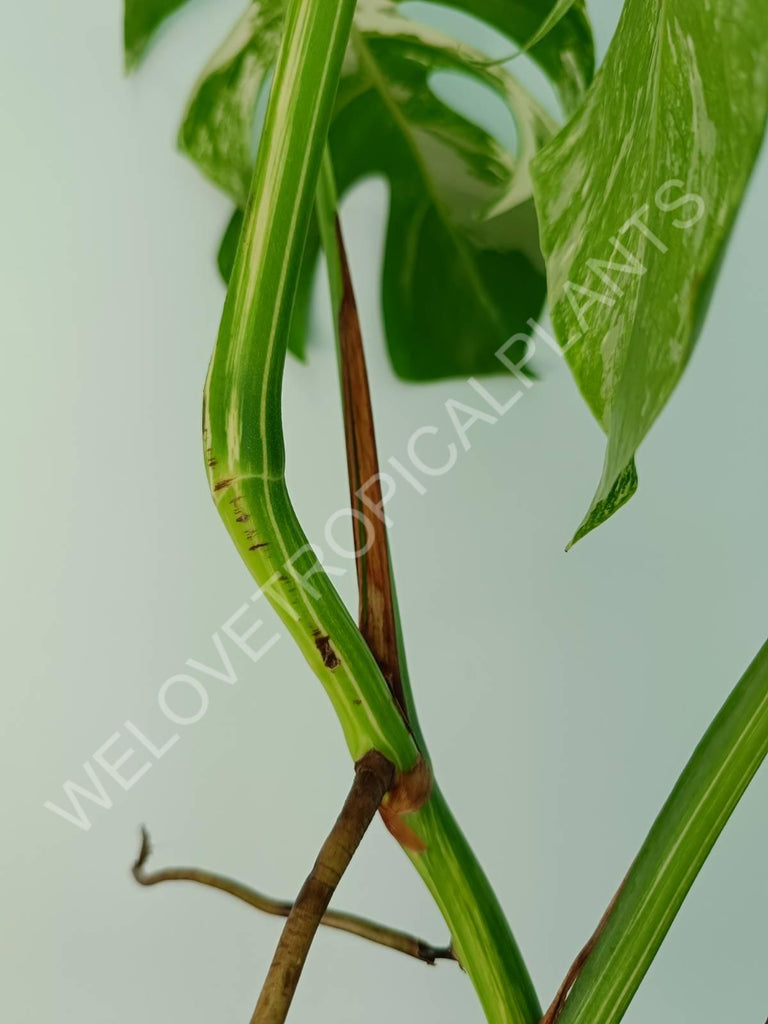 Monstera variegata albo