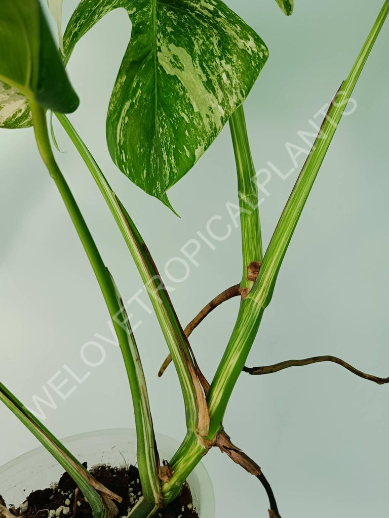 Monstera variegata albo