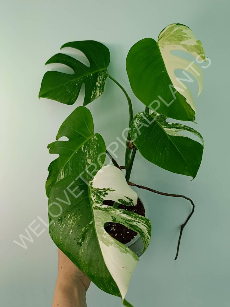 Monstera variegata albo