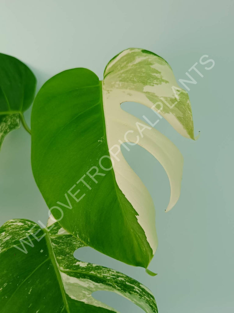 Monstera variegata albo