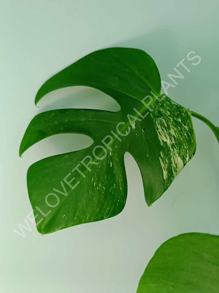 Monstera variegata albo