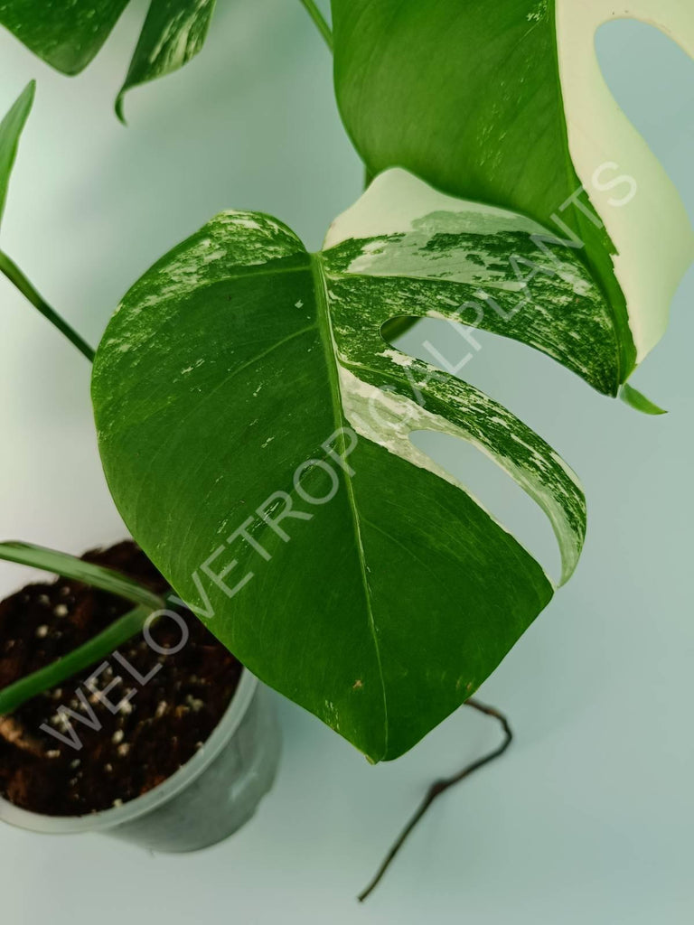 Monstera variegata albo