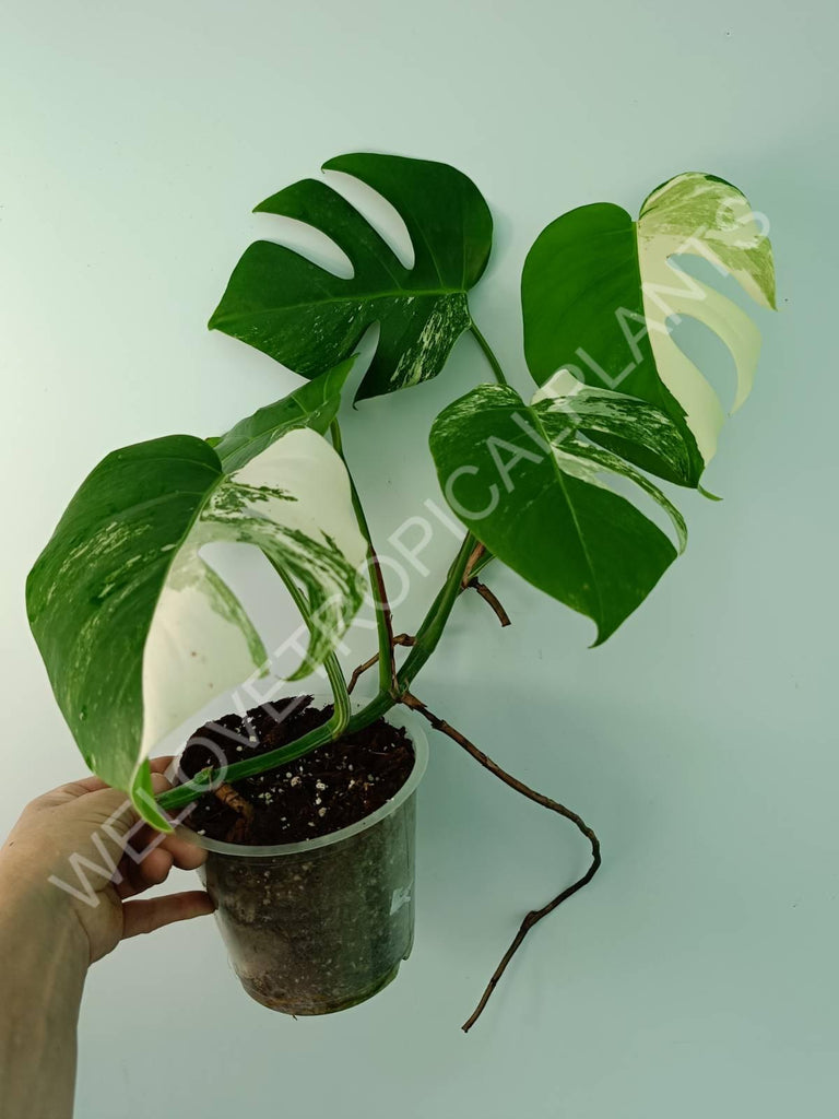 Monstera variegata albo