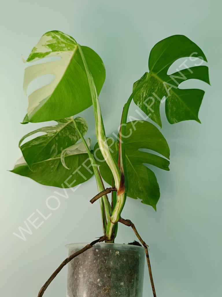 Monstera variegata albo