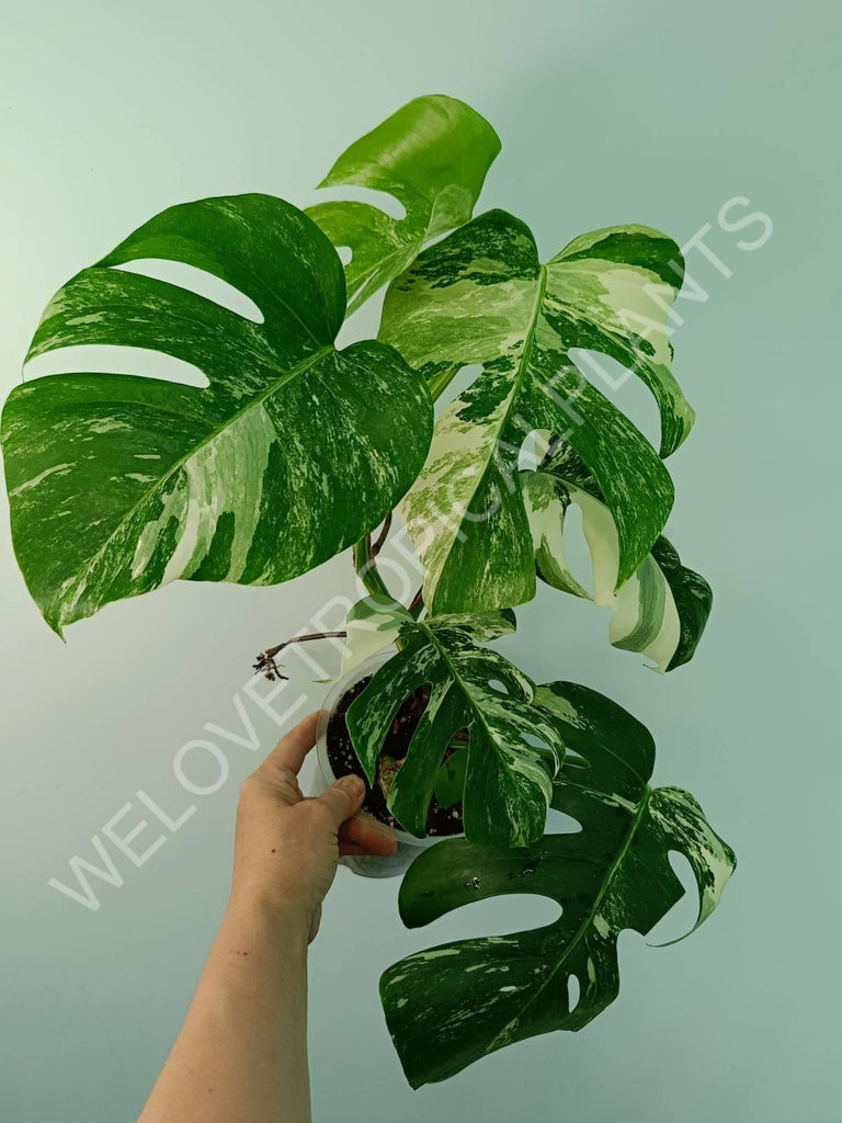 Monstera variegata albo