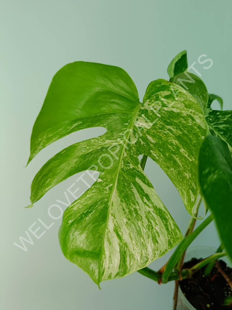 Monstera variegata albo