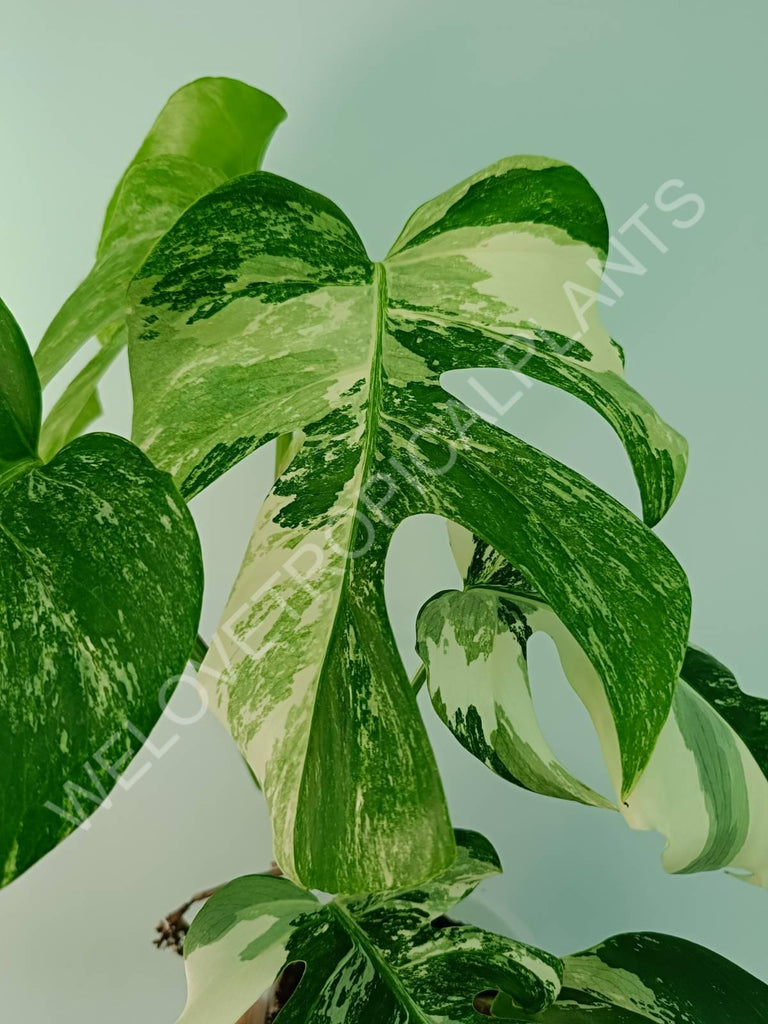 Monstera variegata albo