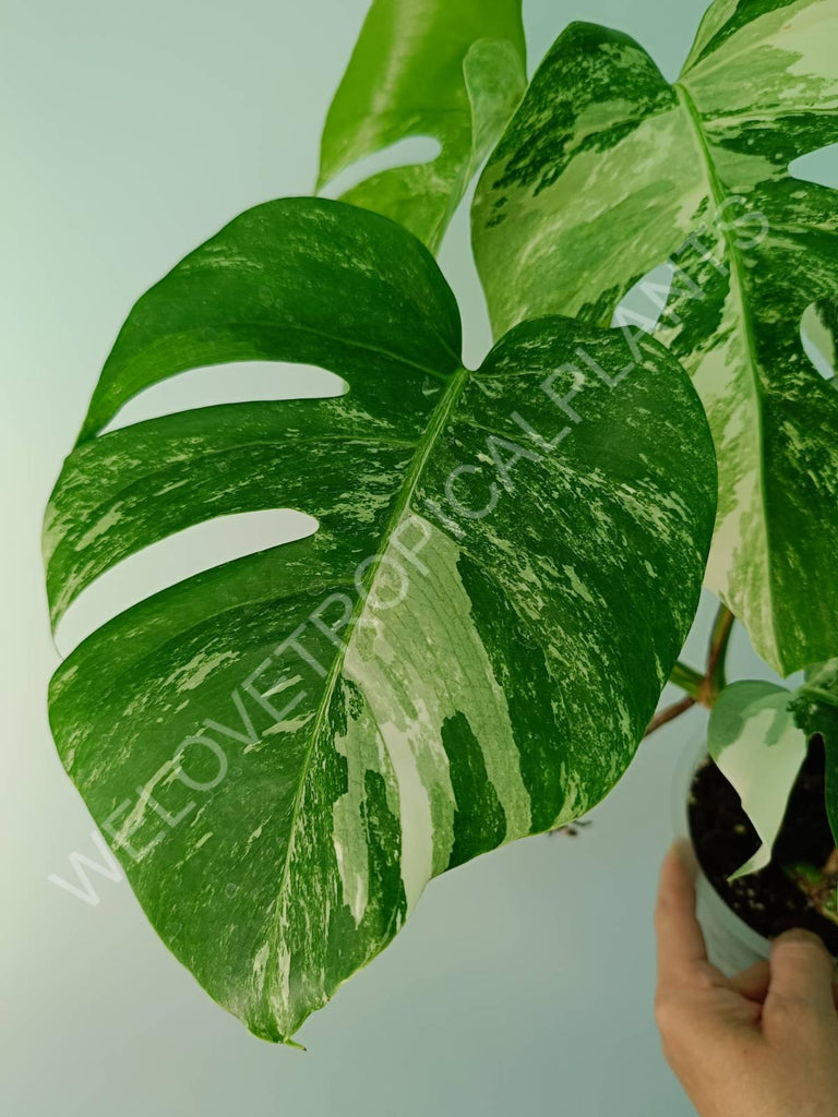 Monstera variegata albo