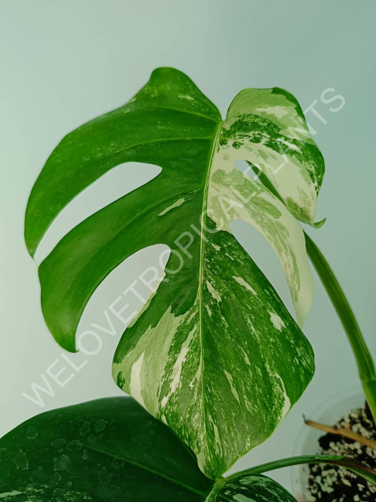 Monstera variegata albo