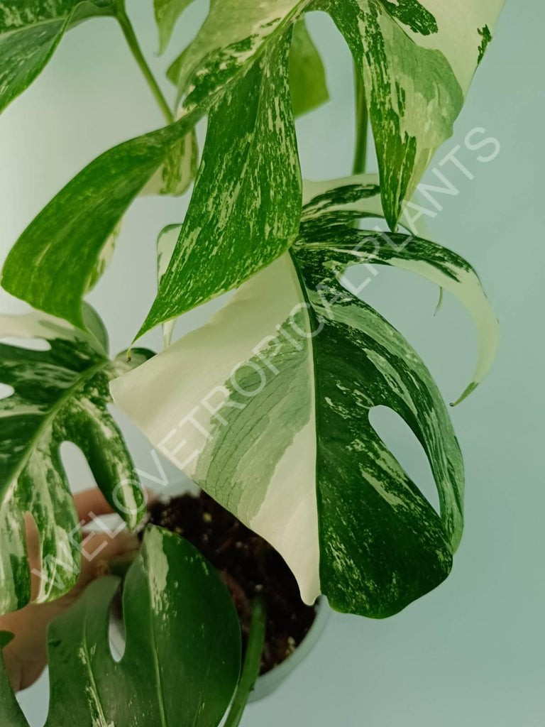 Monstera variegata albo