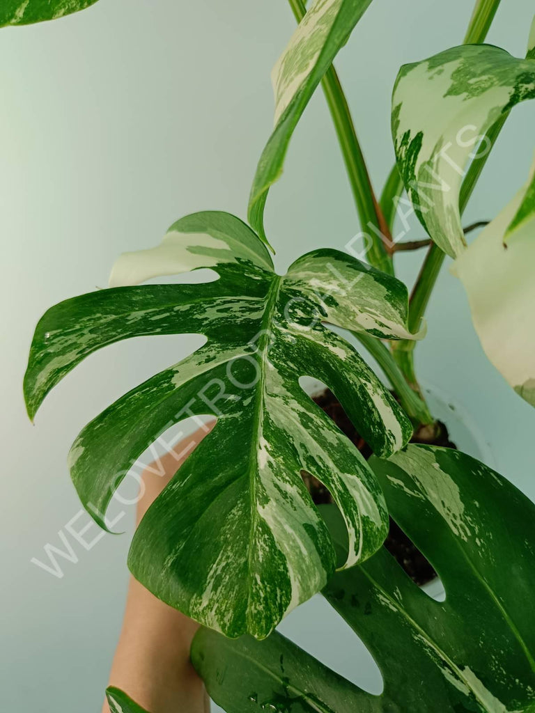 Monstera variegata albo