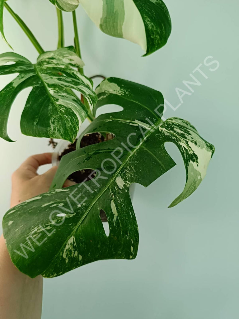 Monstera variegata albo