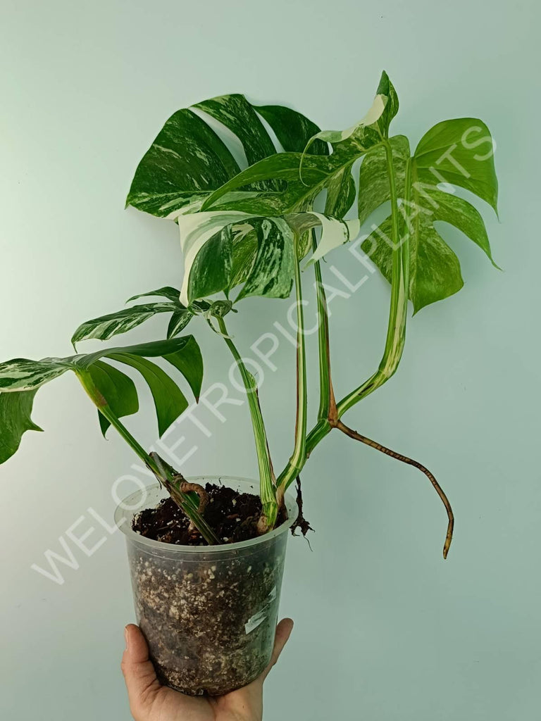 Monstera variegata albo