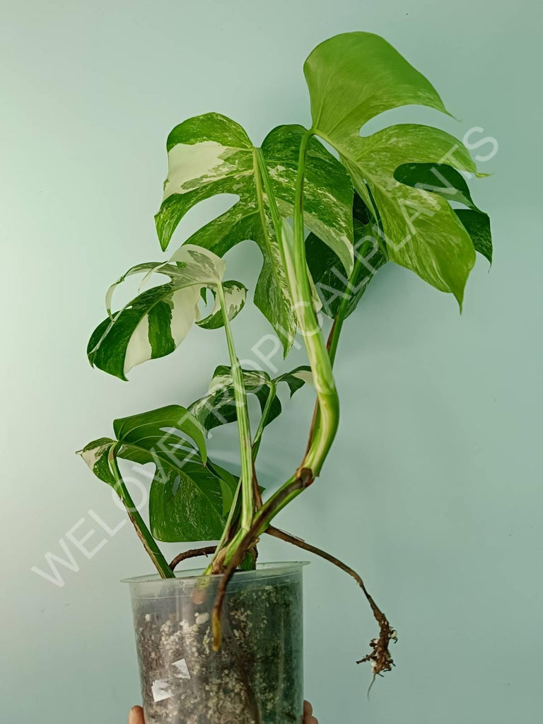 Monstera variegata albo