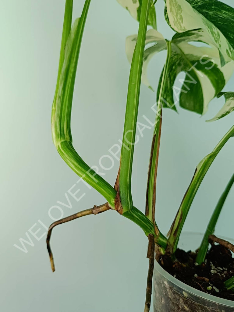 Monstera variegata albo