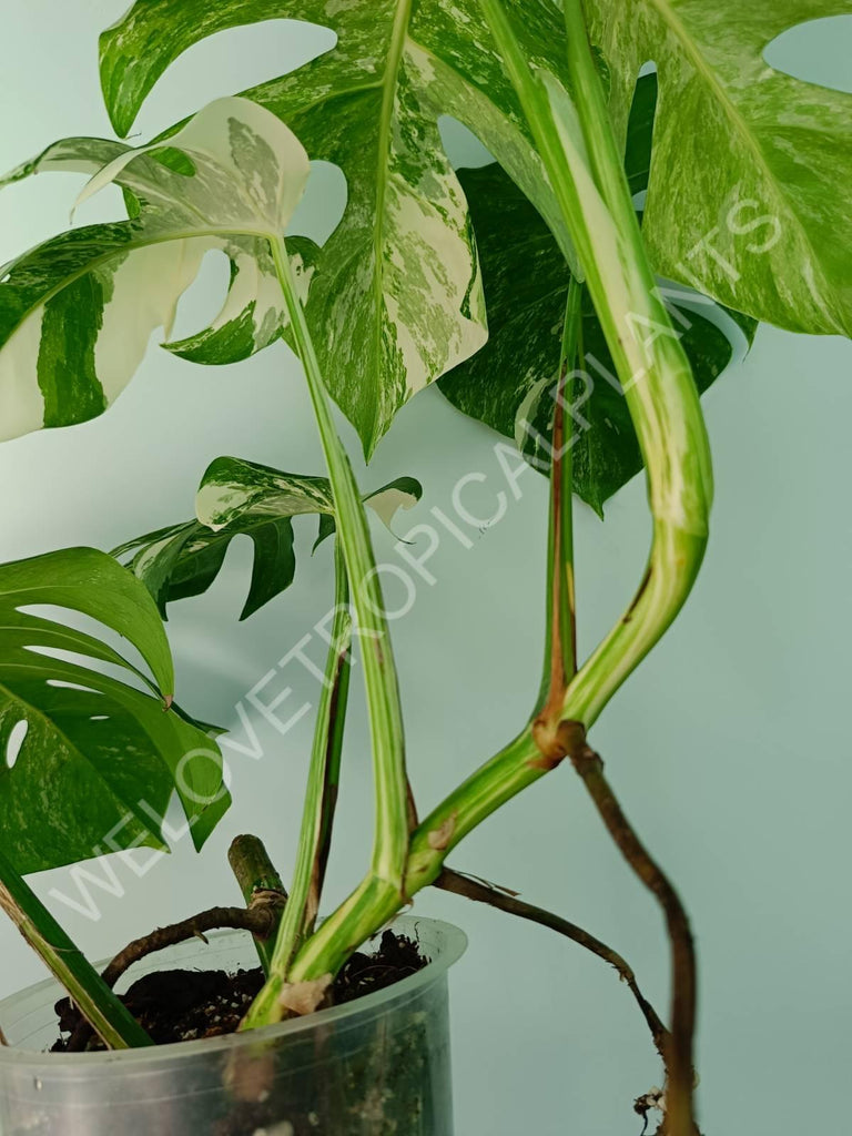 Monstera variegata albo