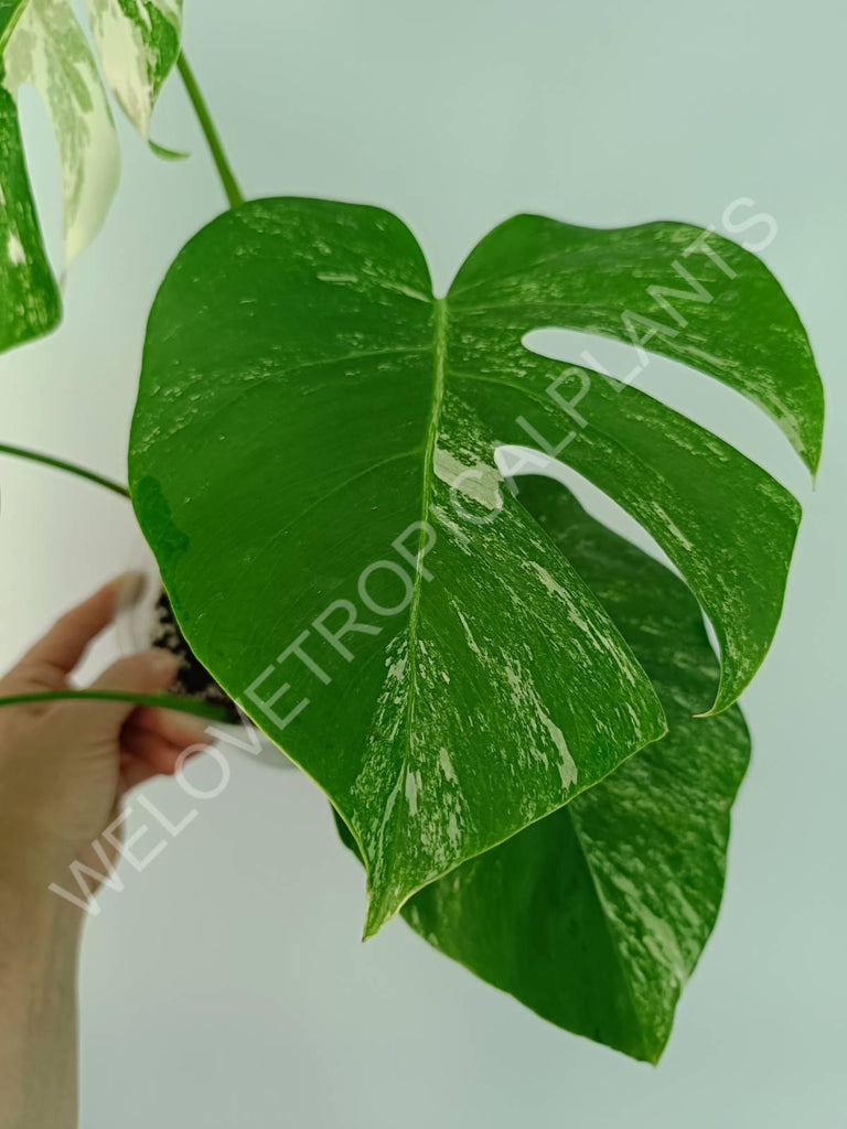 Monstera variegata albo