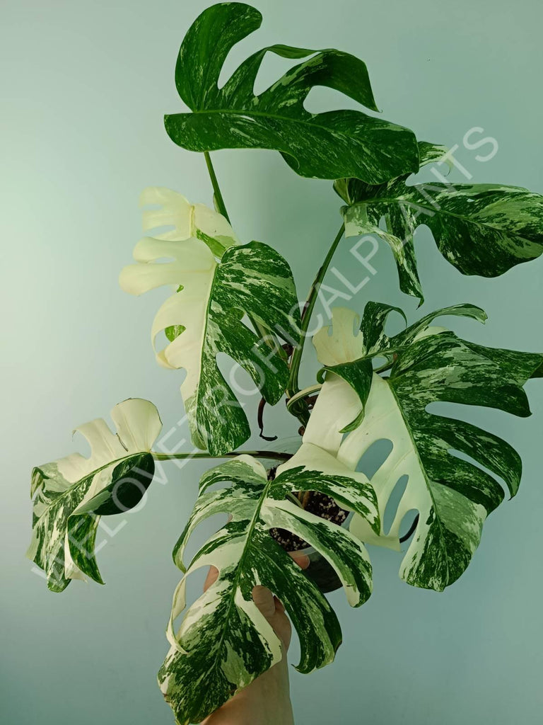 Monstera variegata albo