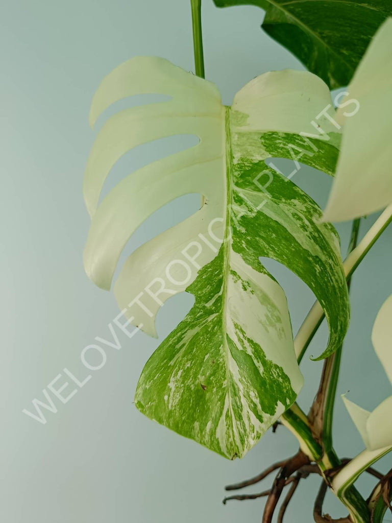 Monstera variegata albo