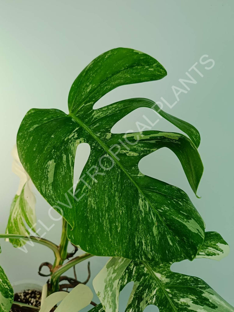 Monstera variegata albo