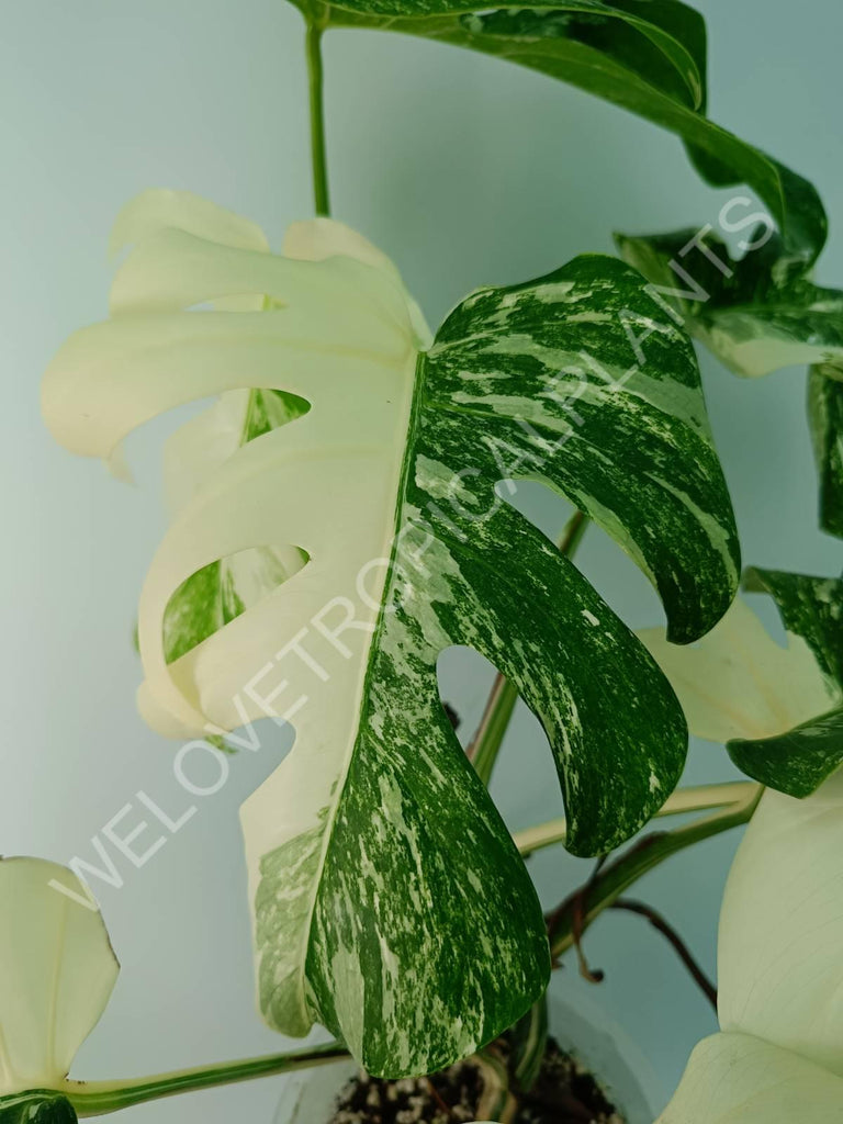 Monstera variegata albo