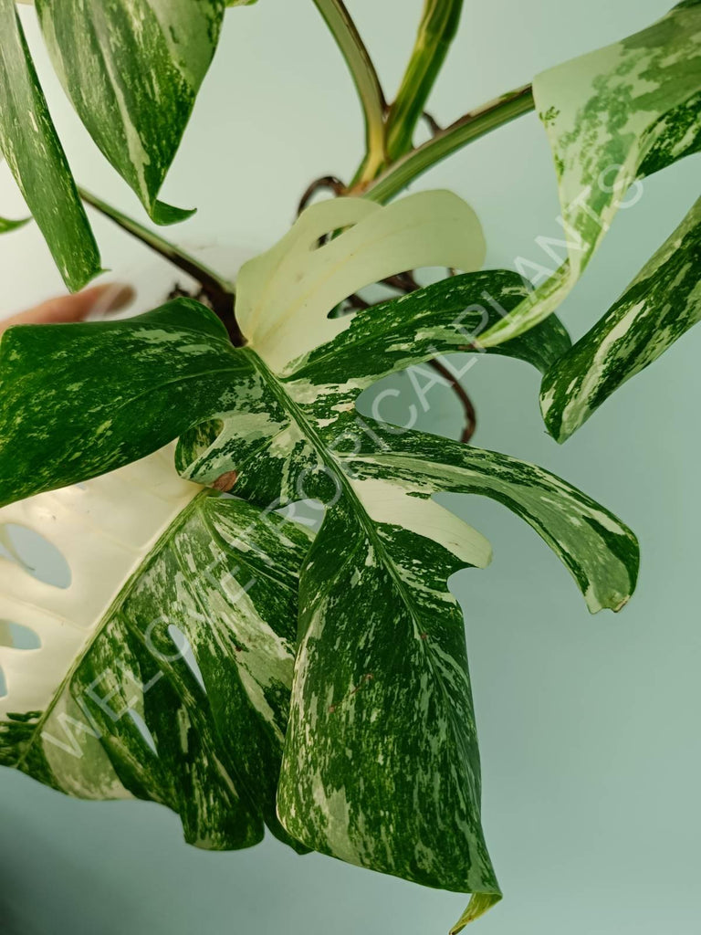 Monstera variegata albo