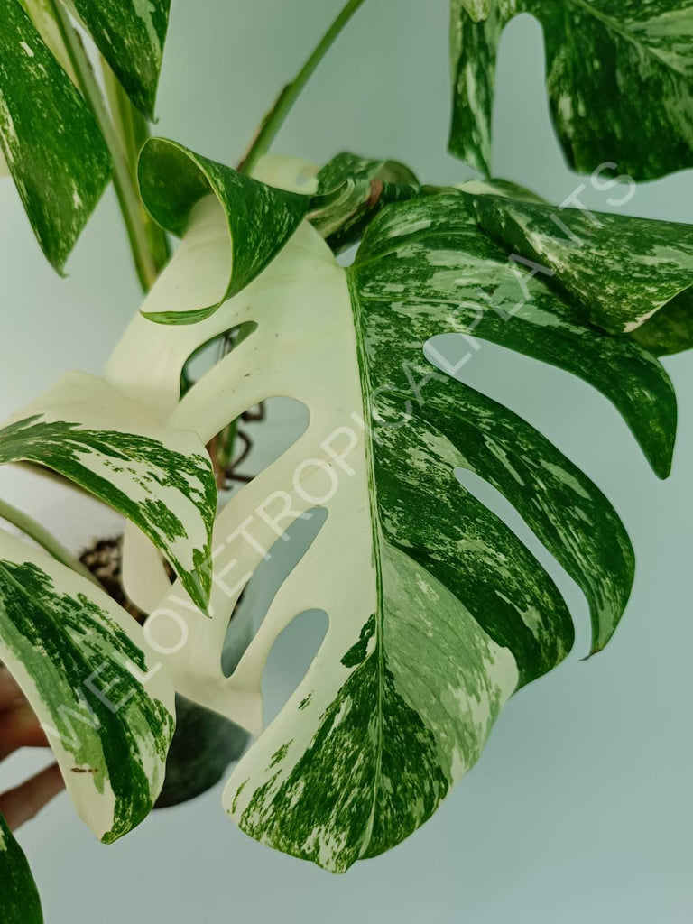 Monstera variegata albo