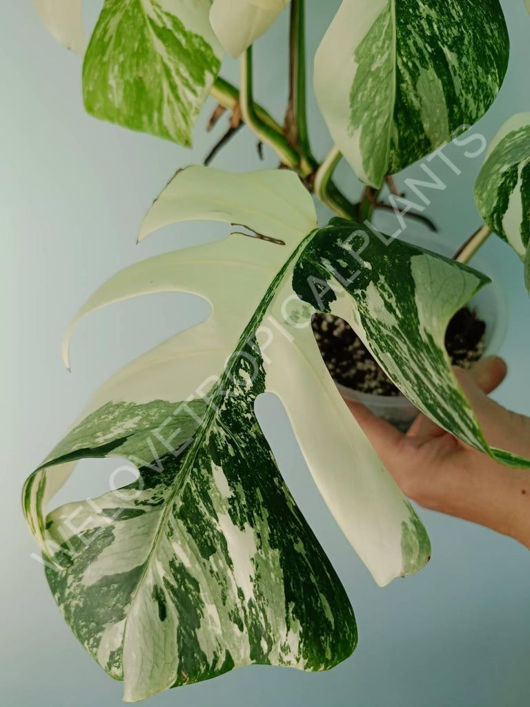 Monstera variegata albo