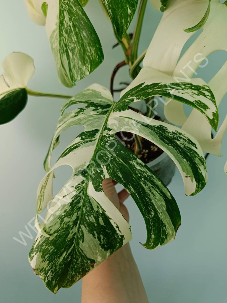 Monstera variegata albo