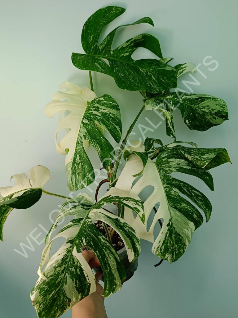 Monstera variegata albo