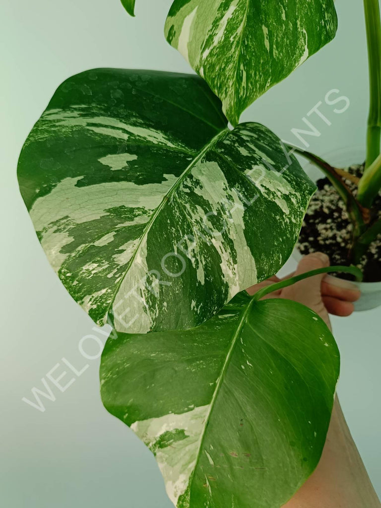 Monstera variegata albo