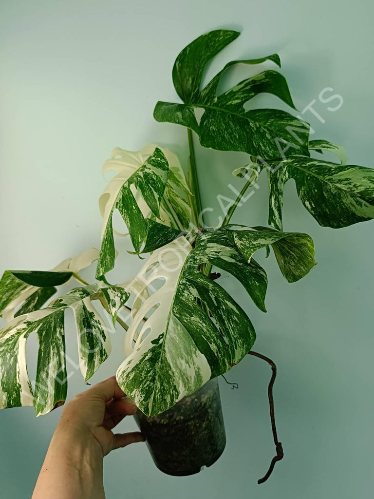 Monstera variegata albo