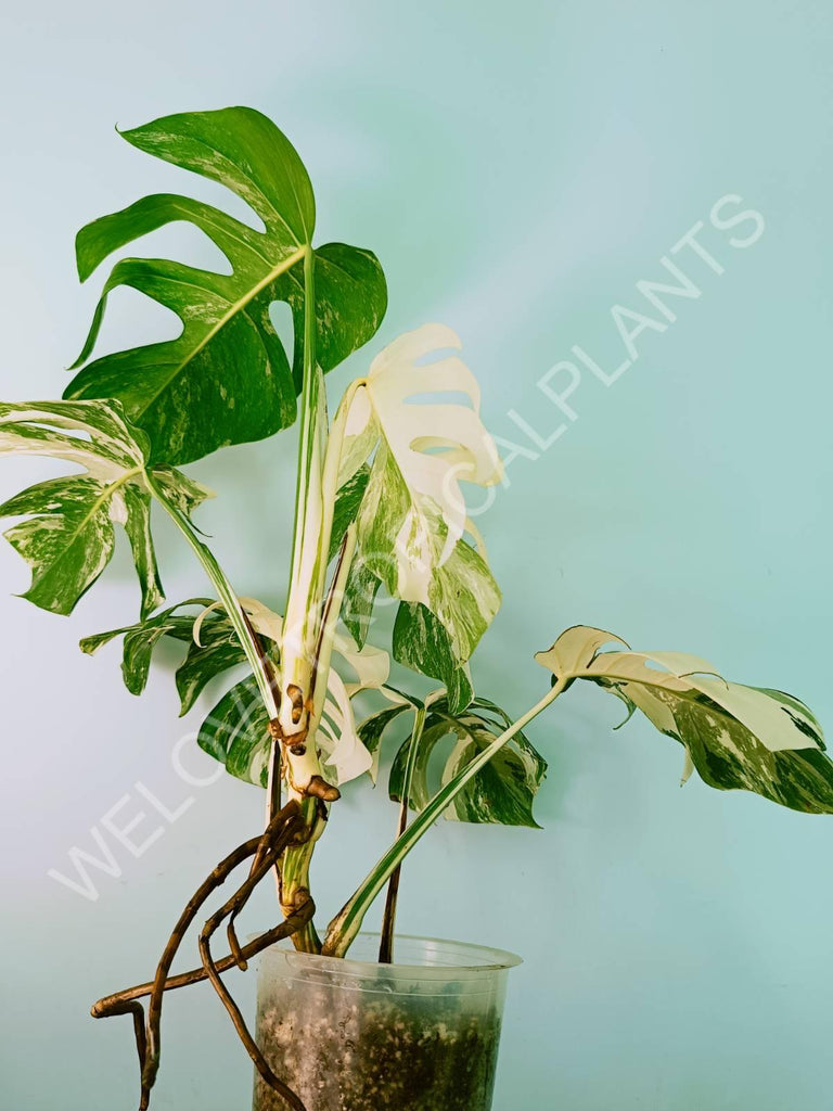 Monstera variegata albo