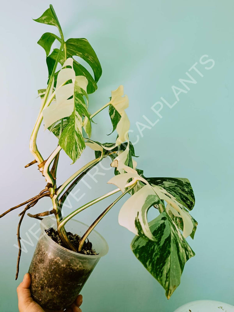 Monstera variegata albo