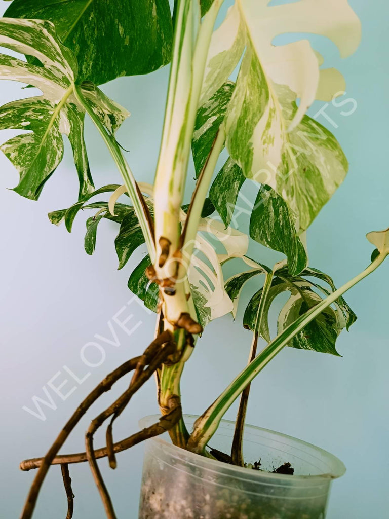 Monstera variegata albo