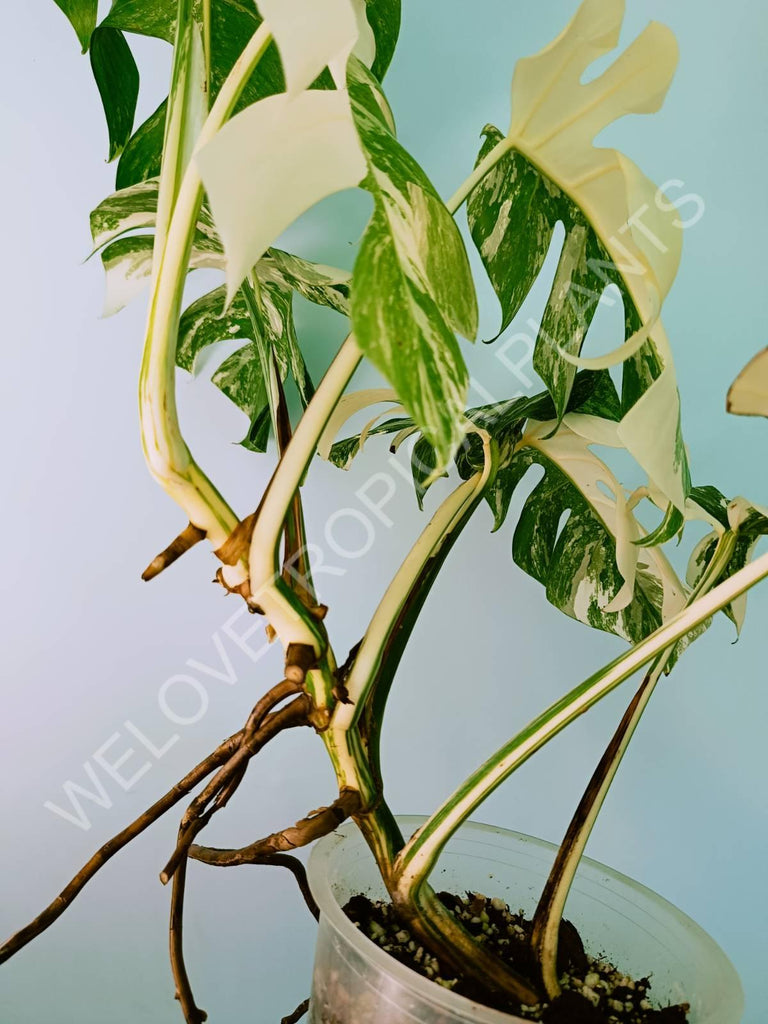 Monstera variegata albo