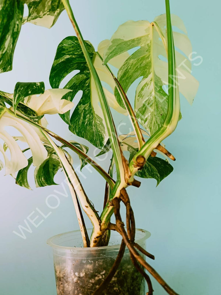 Monstera variegata albo