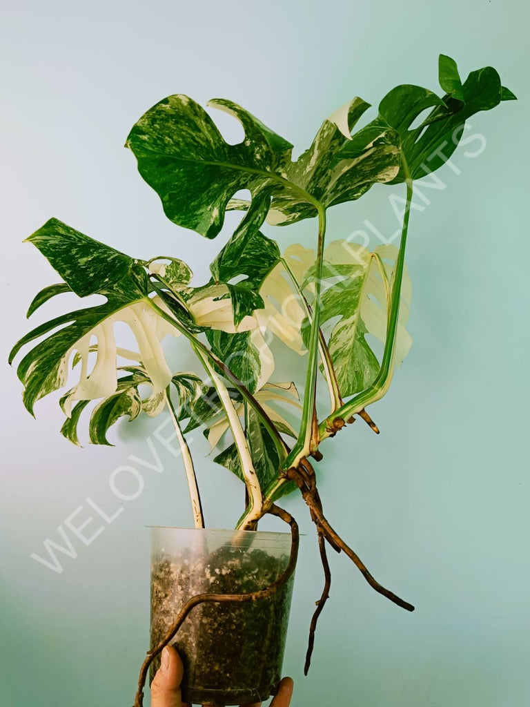 Monstera variegata albo