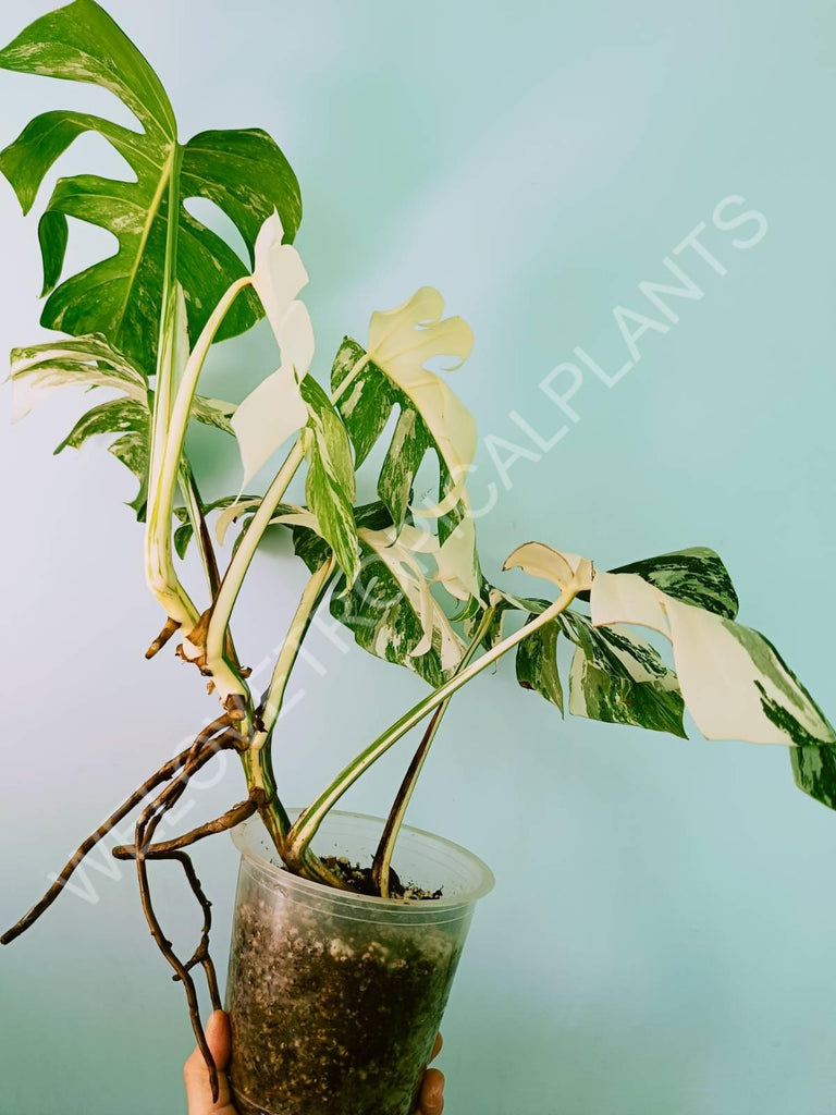 Monstera variegata albo