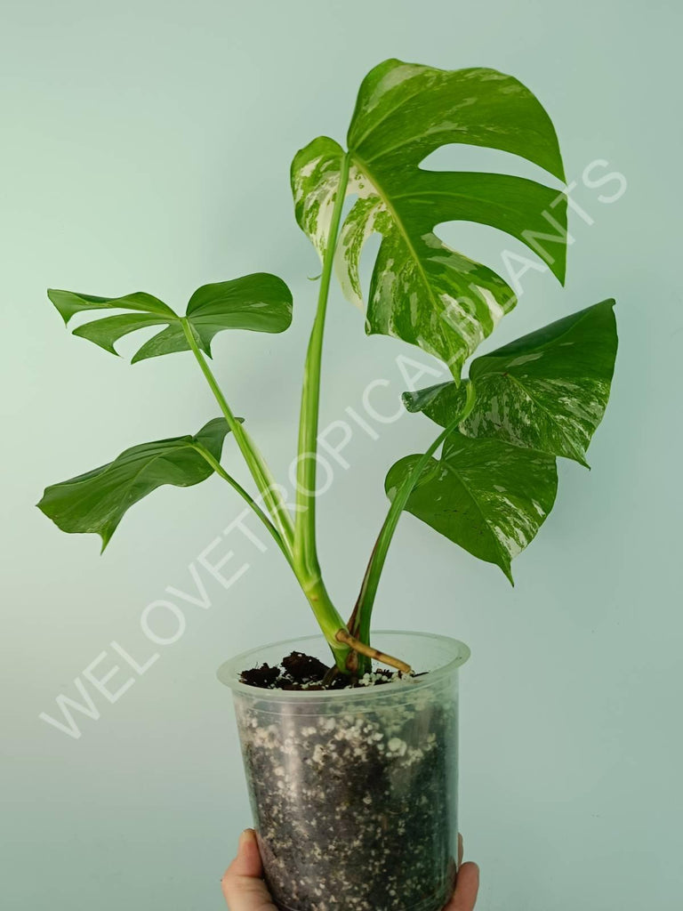 Monstera variegata albo