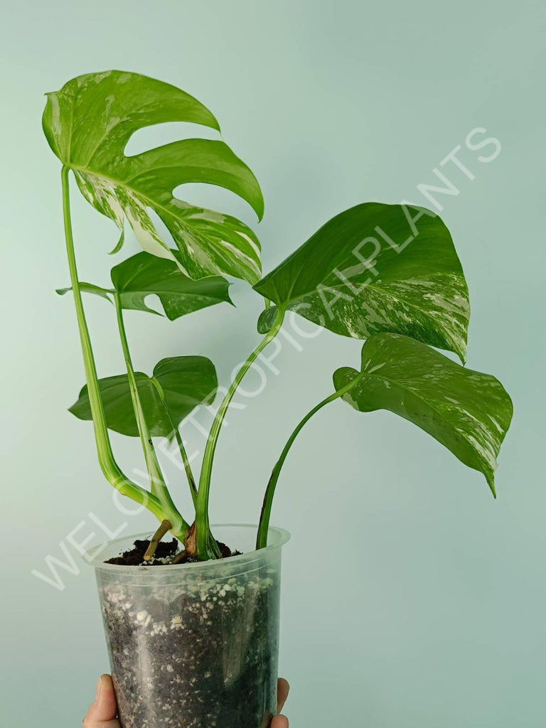 Monstera variegata albo