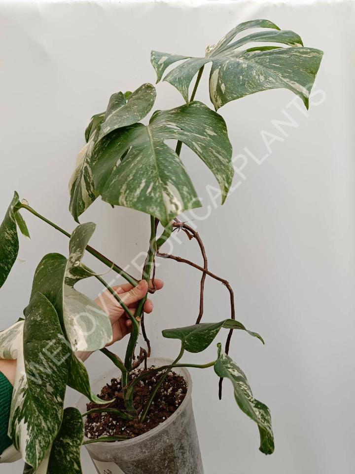 Monstera deliciosa variegata albo