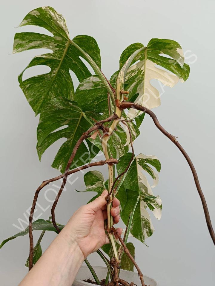 Monstera deliciosa variegata albo