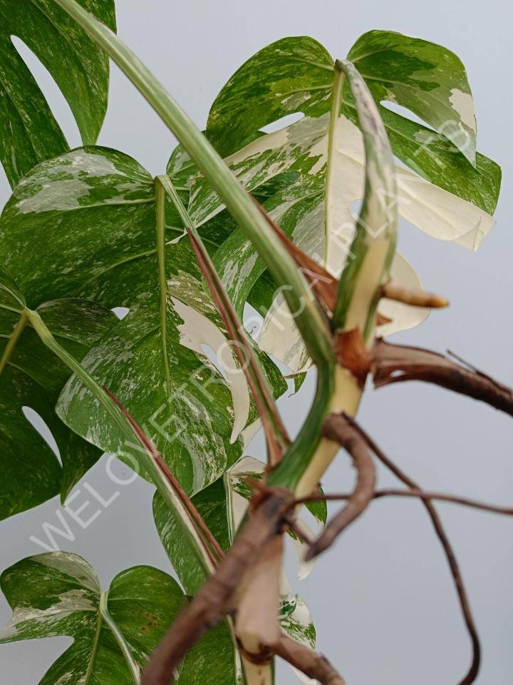 Monstera deliciosa variegata albo