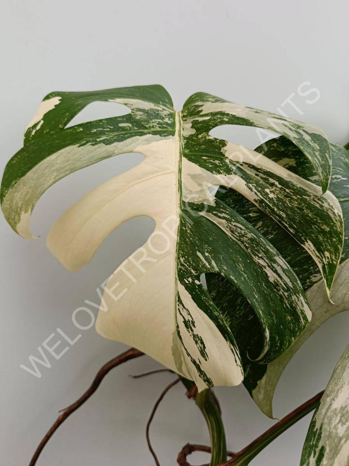 Monstera deliciosa variegata albo