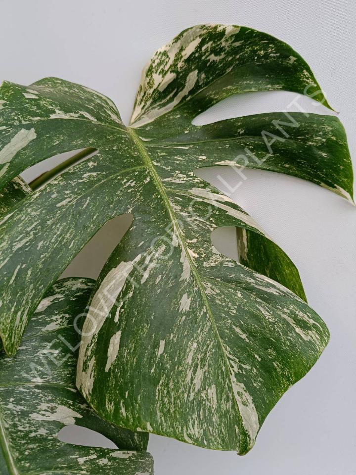 Monstera deliciosa variegata albo