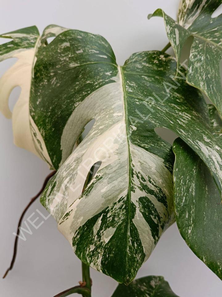 Monstera deliciosa variegata albo